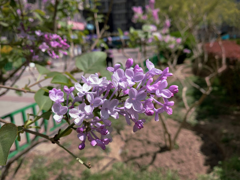 丁香特写