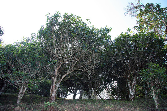 普洱茶古树