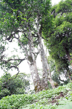 普洱茶古树