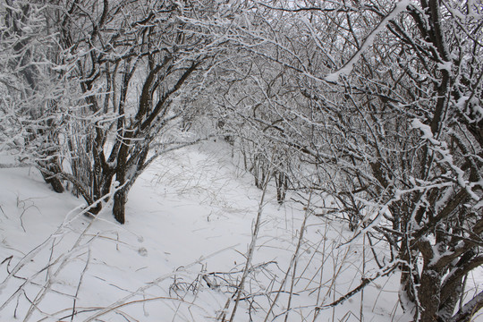 雪景