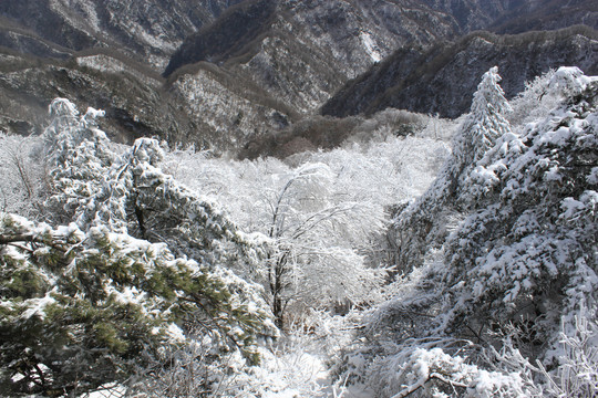 雪景