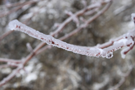 雪景