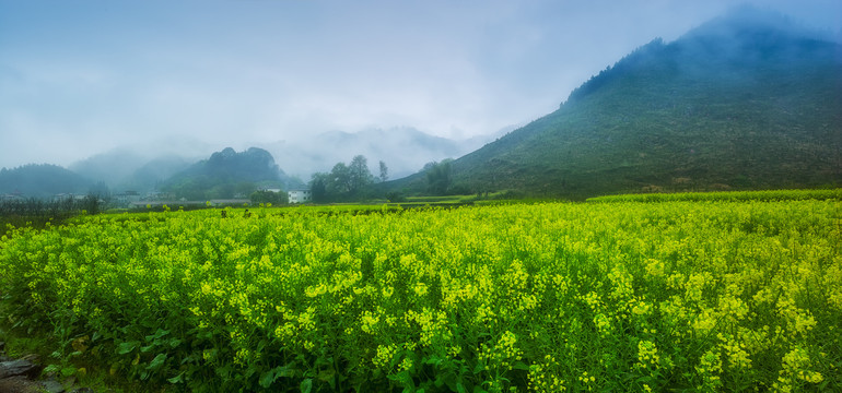 4月皖南菜花黄