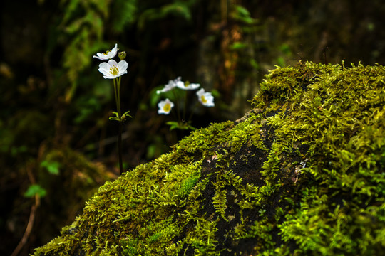 山间野花