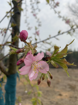 樱花