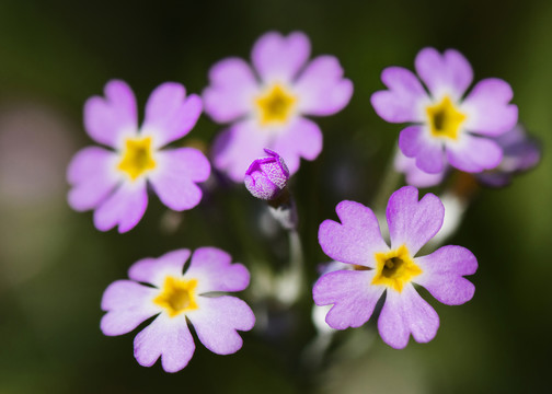 小花点点