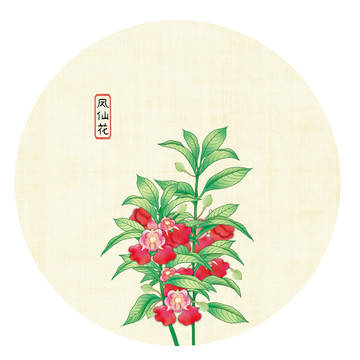 鳳仙花圖片