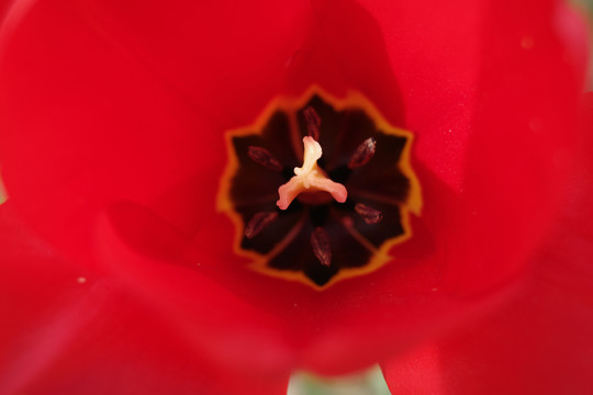 郁金香开花