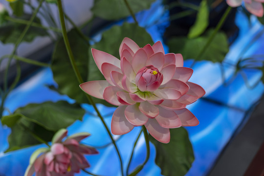 仿真荷花特寫