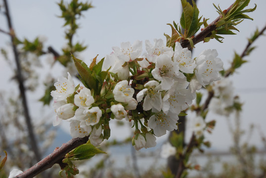 樱花