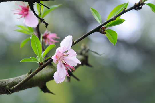春天里的桃花