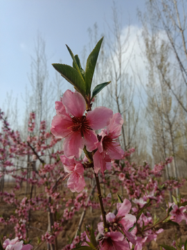 桃花 一枝花