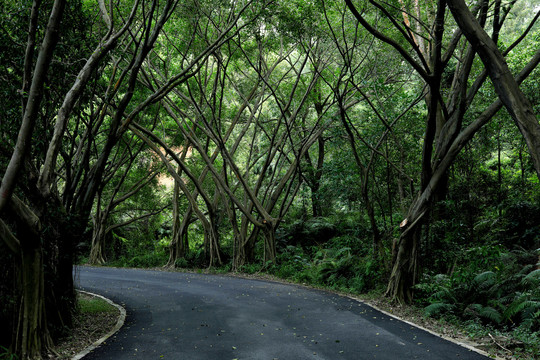 林阴大道