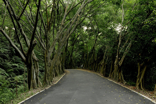 林荫路