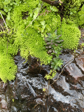 苔藓