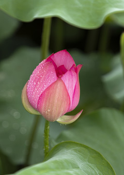 雨荷