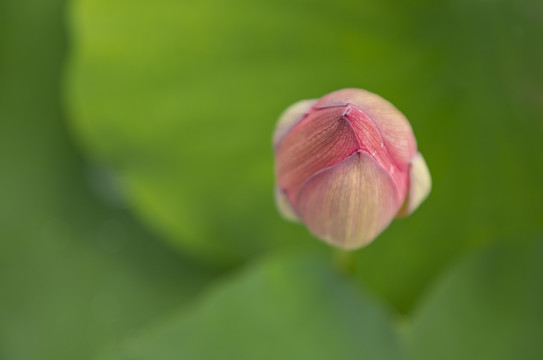 小荷