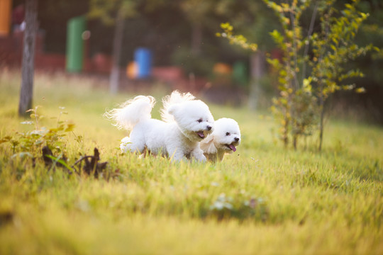 比熊犬