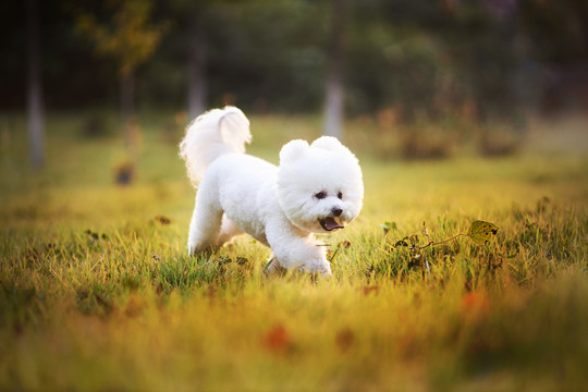 比熊犬