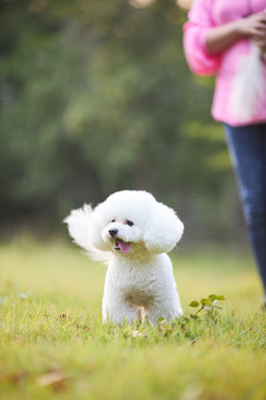 比熊犬