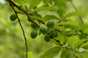 李子果