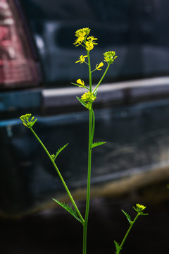 春天盛开的油菜花特写