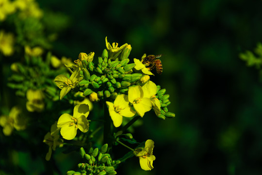 踩花的蜜蜂