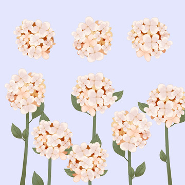 繡球花黃色