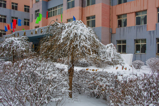 一棵挂着雪的树与教学楼建筑