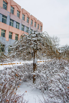 一棵挂着雪的树与学校建筑