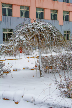 一棵挂着雪的树与学校建筑雪景