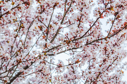 紫叶李花枝背景