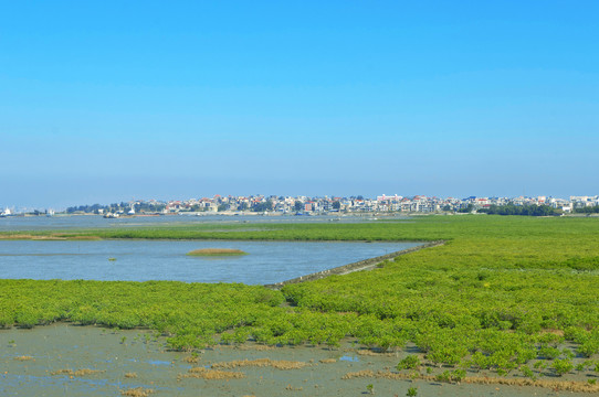 湄洲岛红树林景观