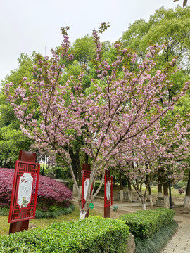 樱花开