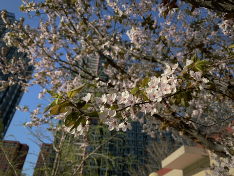 花树