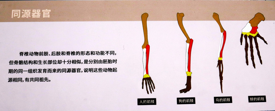 动物骨骼