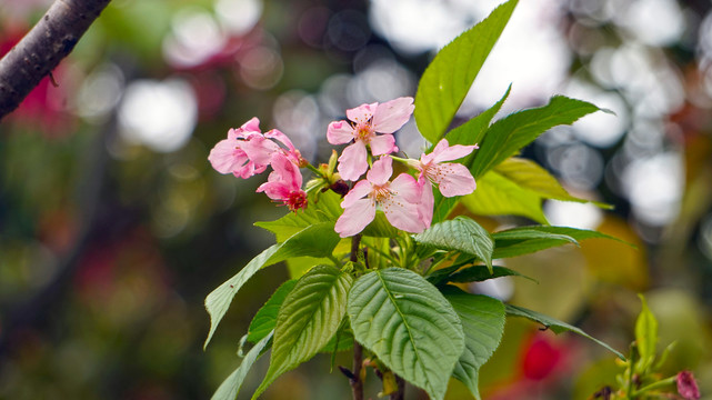 樱花