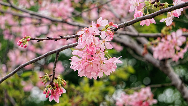 樱花