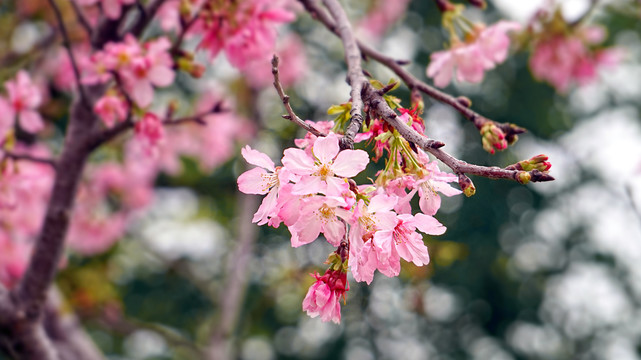 樱花