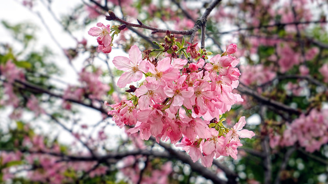 樱花