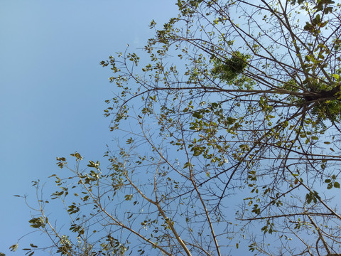 树枝天空背景