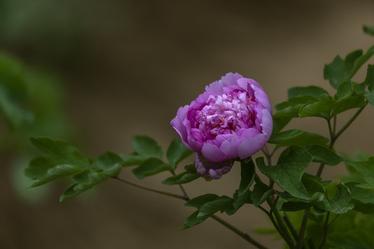 盛开的紫牡丹