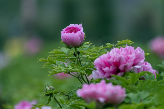 美丽的牡丹花