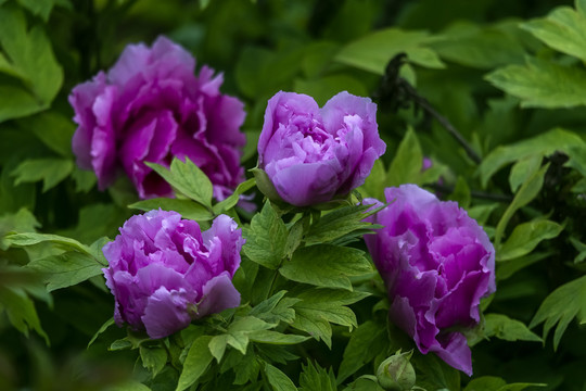 四朵紫牡丹