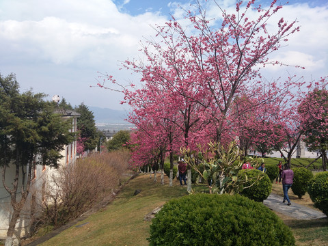 大理大学