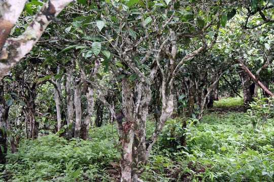 百年古茶树