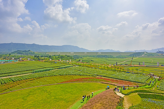 光明小镇欢乐田园