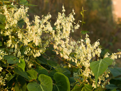 蓼科植物何首乌