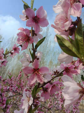 花 桃花