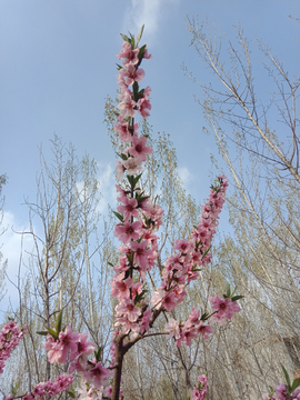 花 桃花